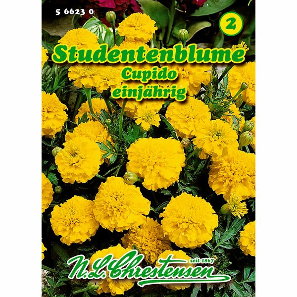 Bild 1 von Tagetes, Studentenblume, Cupido