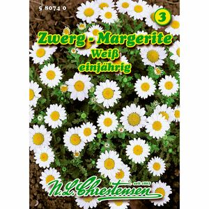 Chrysanthemum pal., Zwerg-Margerite