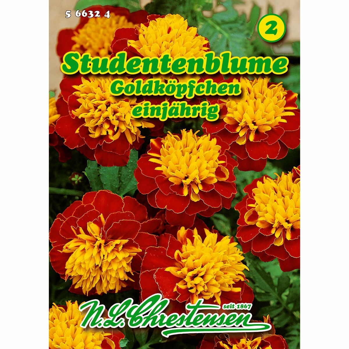 Bild 1 von Tagetes, Studentenblume, Goldköpfchen