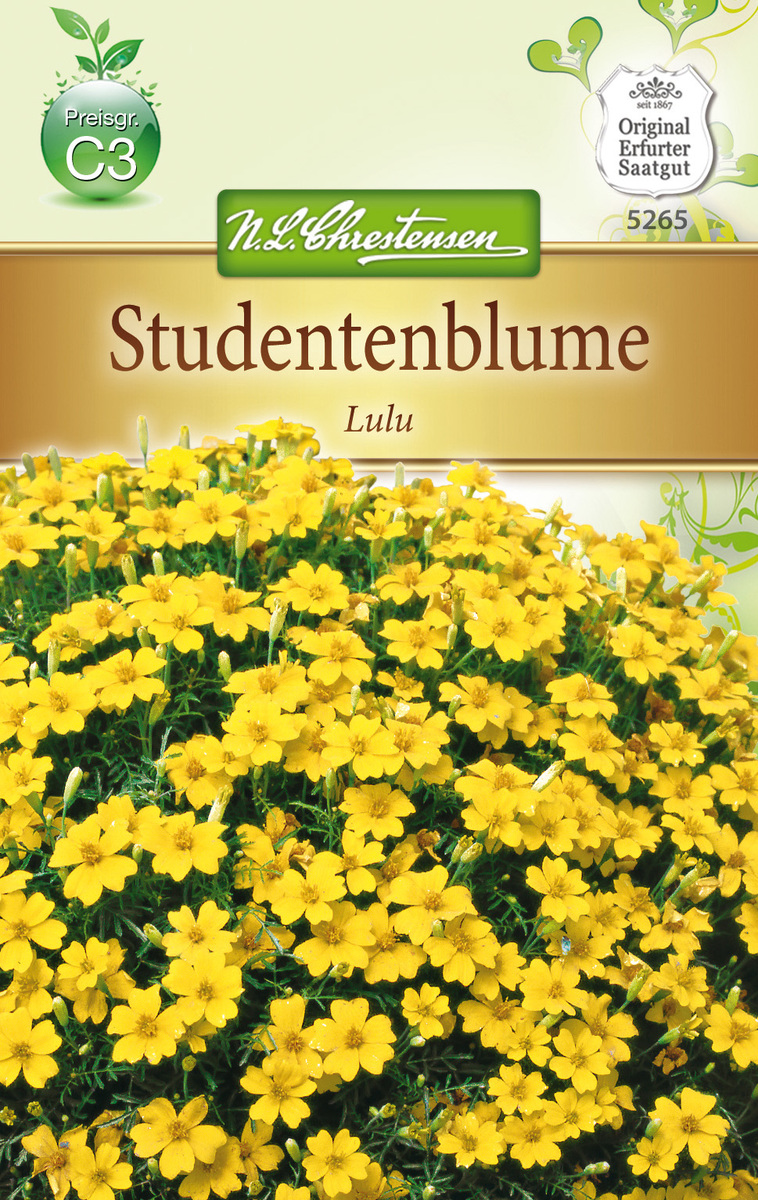 Bild 1 von Tagetes tenuifolia Studentenblume - Lulu, kleinblütig, hellgelb
