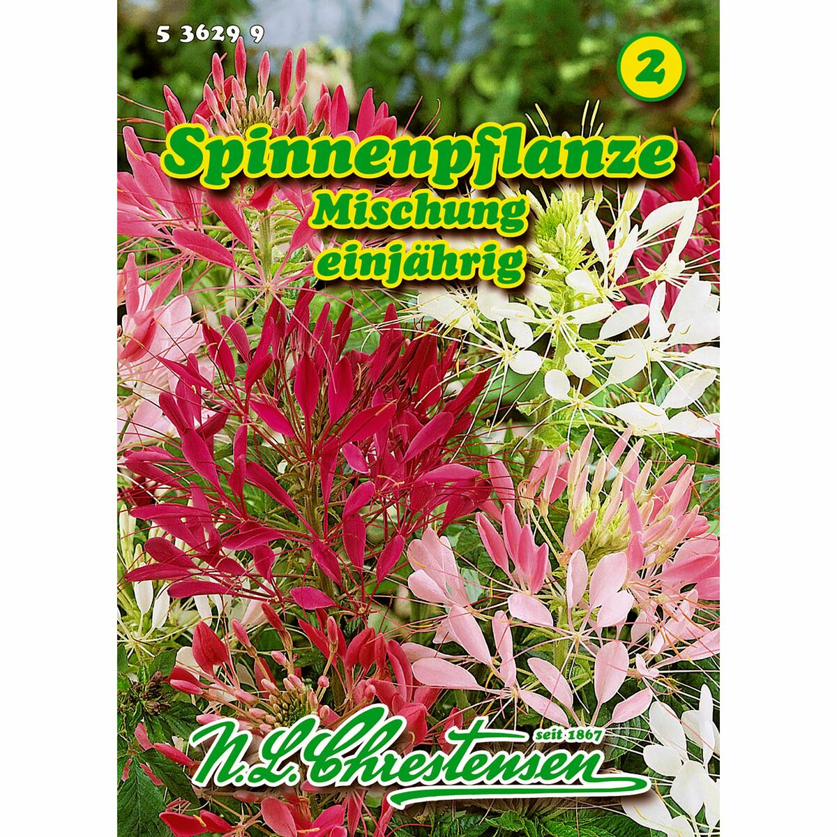 Bild 1 von Cleome spinosa, Spinnenpflanze, Mischung