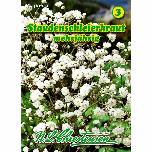 Bild 1 von Gypsophila paniculata, Staudenschleierkraut