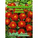 Bild 1 von Tagetes, Studentenblume, Carmen