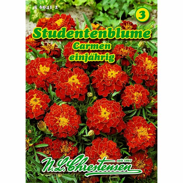 Bild 1 von Tagetes, Studentenblume, Carmen