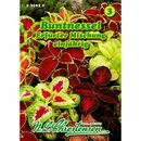 Bild 1 von Coleus, Buntnessel, Erfurter Mischung