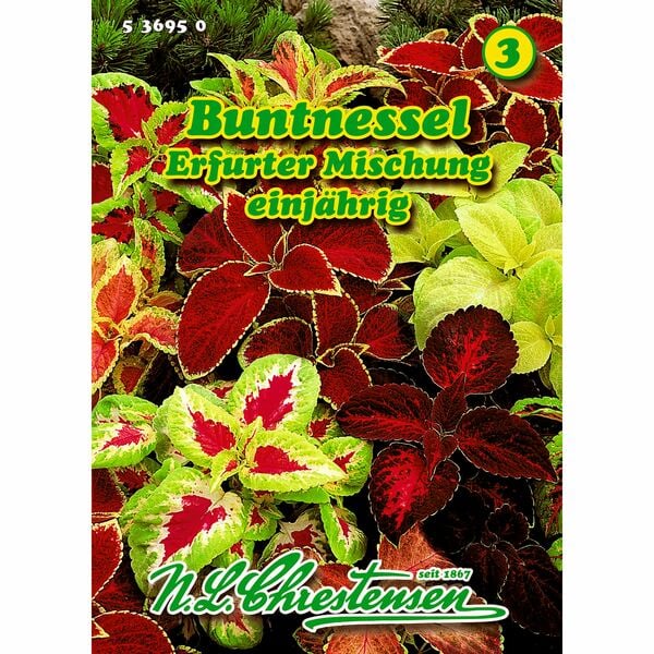 Bild 1 von Coleus, Buntnessel, Erfurter Mischung