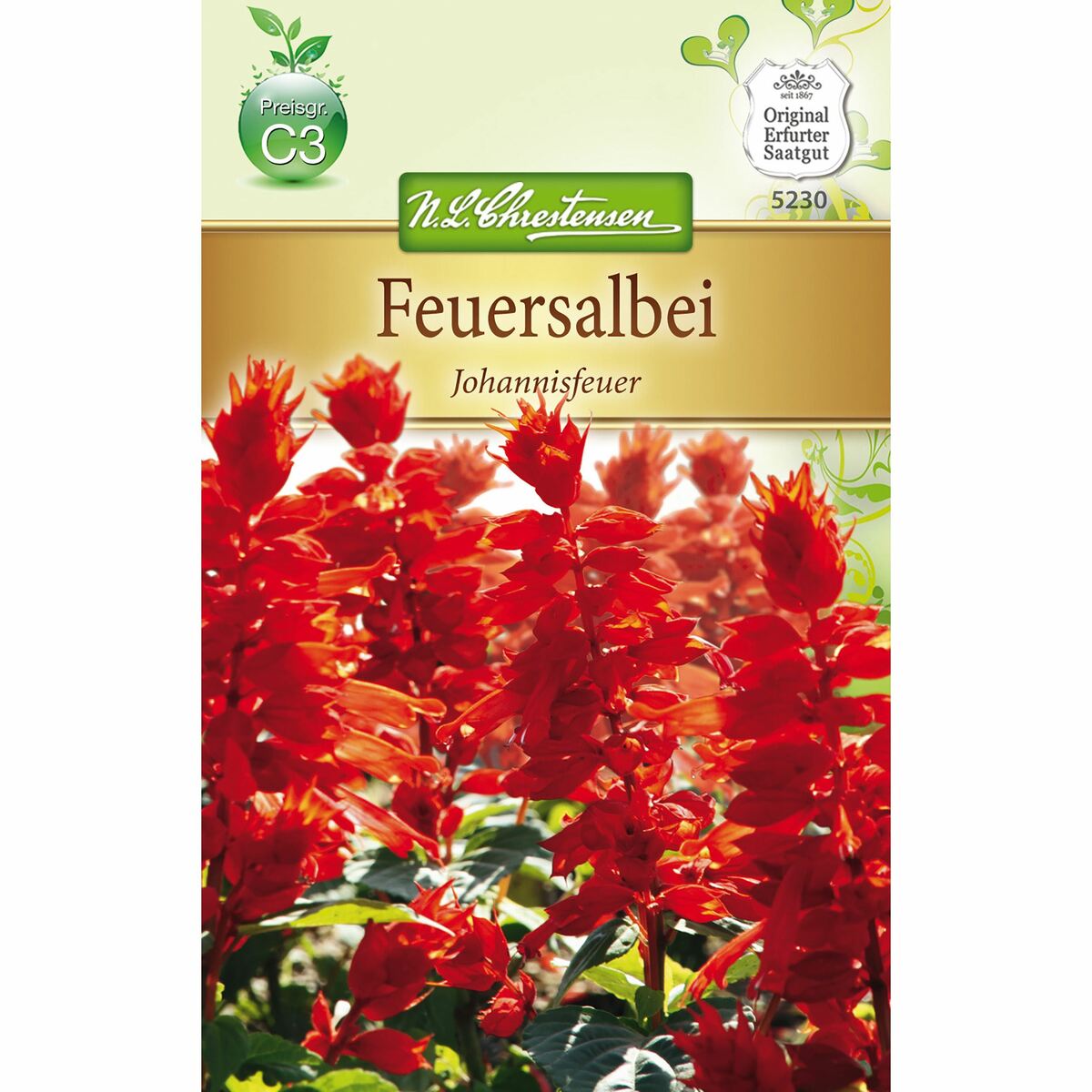 Bild 1 von Salvia splendens Feuersalbei, Johannisfeuer