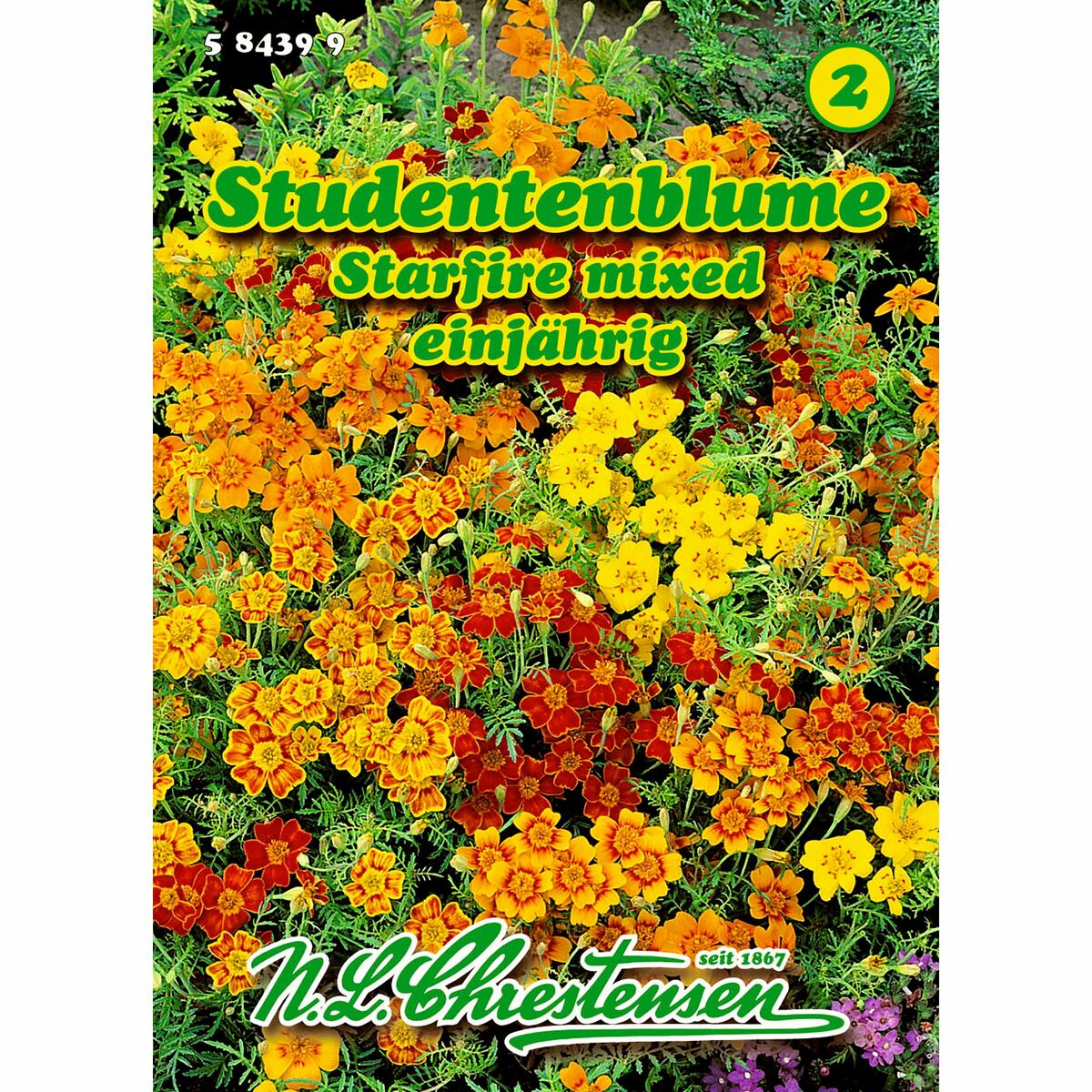 Bild 1 von Tagetes, Studentenblume, Starfire mixed