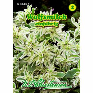 Euphorbia, Wolfsmilch