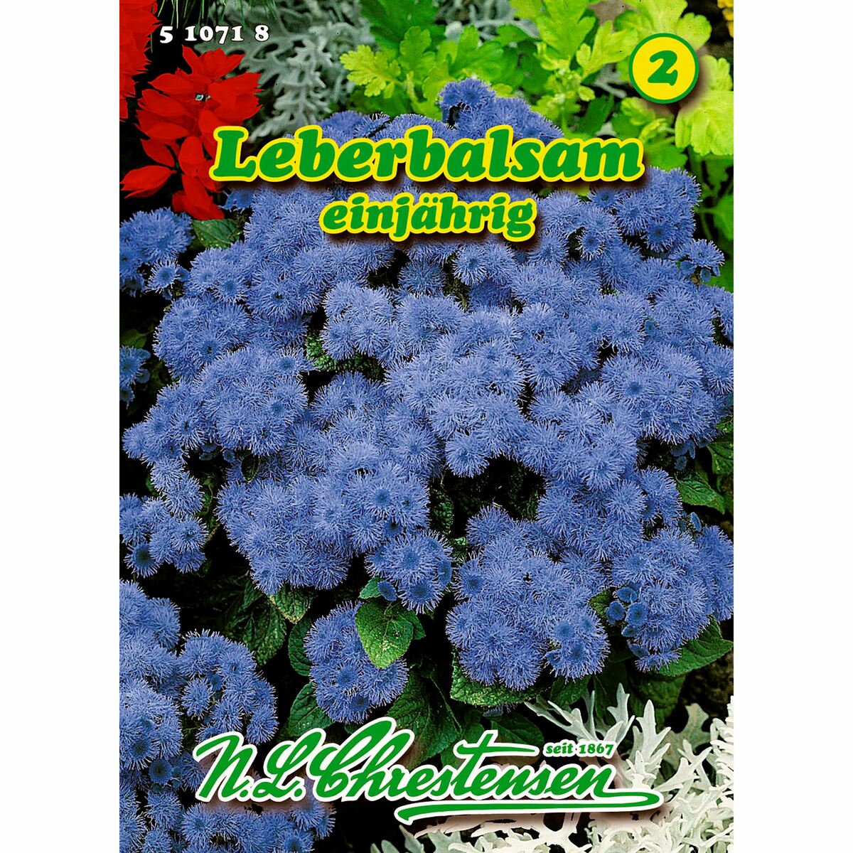 Bild 1 von Ageratum houstonianum, Leberbalsam