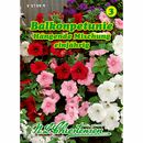 Bild 1 von Petunia pendula, Balkon-Petunien, Mischung