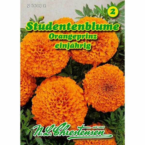 Bild 1 von Tagetes, Studentenblume, Orangeprinz