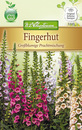 Bild 1 von Digitalis Fingerhut, Großblumige Prachtmischung