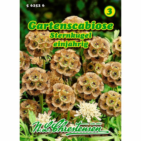 Bild 1 von Scabiosa stellata, Gartenscabiose, Sternkugel