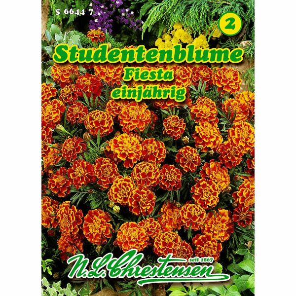 Bild 1 von Tagetes, Studentenblume, Fiesta