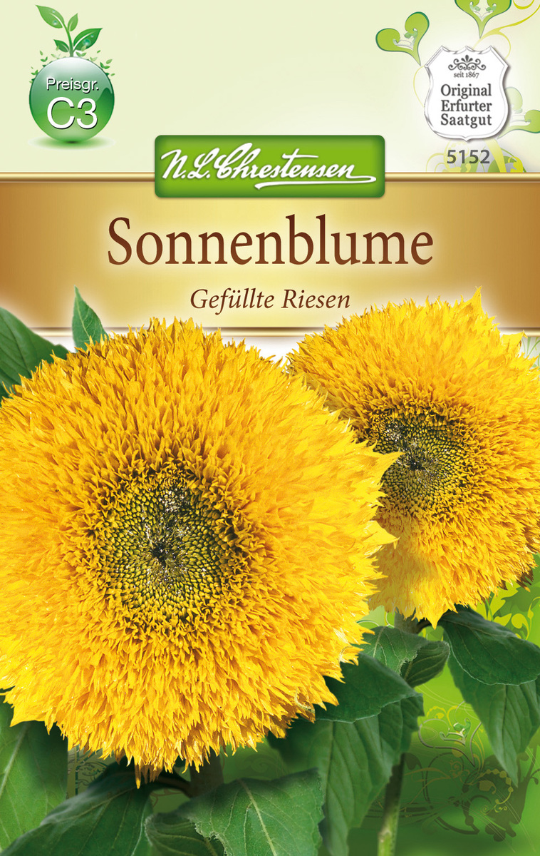 Bild 1 von Helianthus Sonnenblume, Gefüllte Riesen, gelb