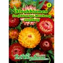 Bild 1 von Helichrysum, Strohblumen, Großblumige Mischung