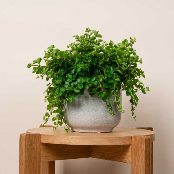 Bild 1 von Übertopf Keramik Sand Graublau - 14 cm