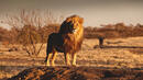 Bild 1 von Rundreisen Namibia: Rundreise ab Windhoek