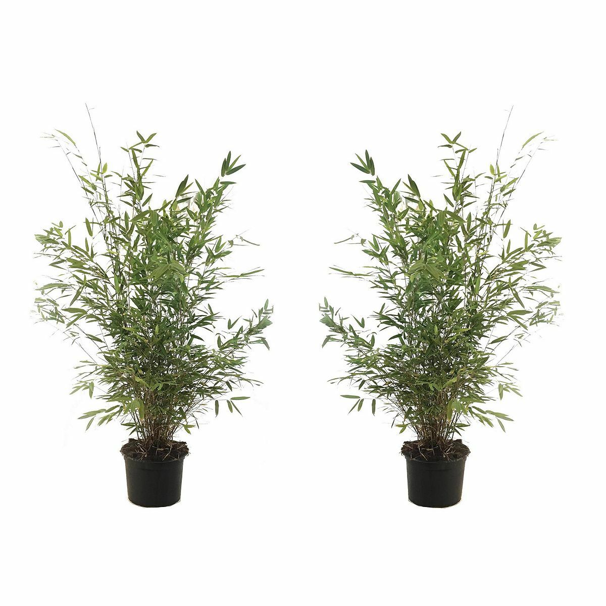 Bild 1 von ROOTZ PLANTS XL-Bambus Fargesia Gansu Topfgröße Ø 17cm 2 Pflanzen