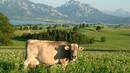 Bild 1 von Eigene Anreise Deutschland/Allgäu: Landhotel Seeg