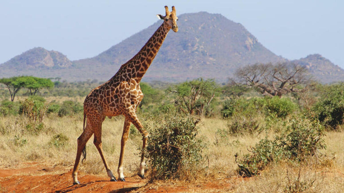 Bild 1 von Rundreisen Kenia: Rundreise ab Mombasa