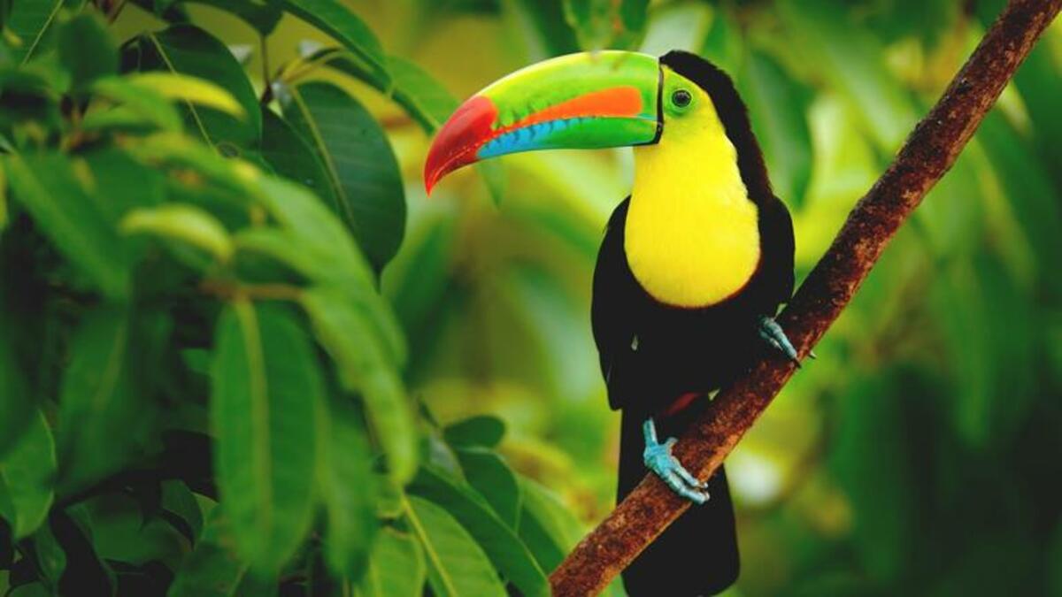 Bild 1 von Rundreisen Costa Rica: Rundreise von San José bis Rincón de la Vieja inkl. Baden im Hotel Occidental Tamarindo