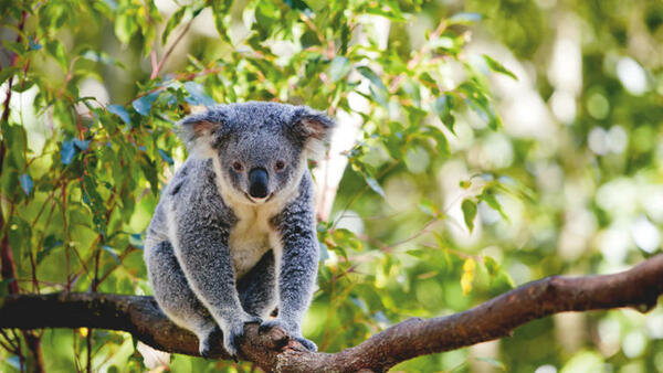 Bild 1 von Rundreisen Australien: Rundreise ab Melbourne nach Sydney