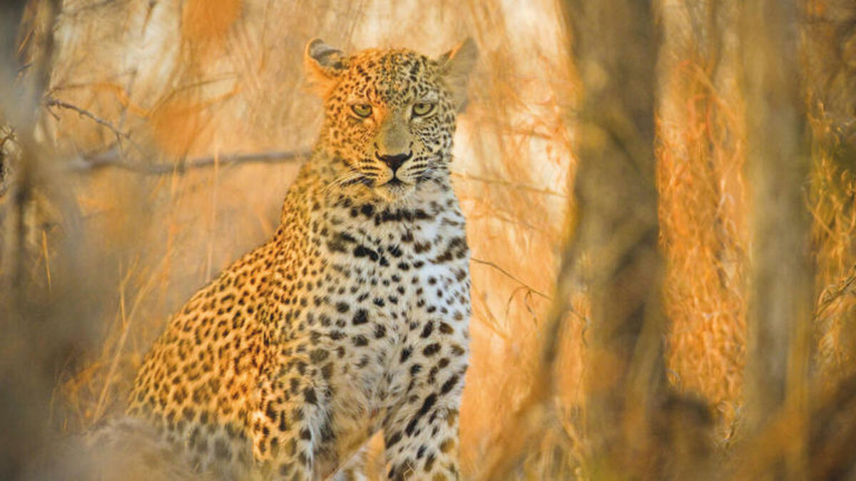 Bild 1 von Rundreisen Südafrika: Rundreise ab Johannesburg