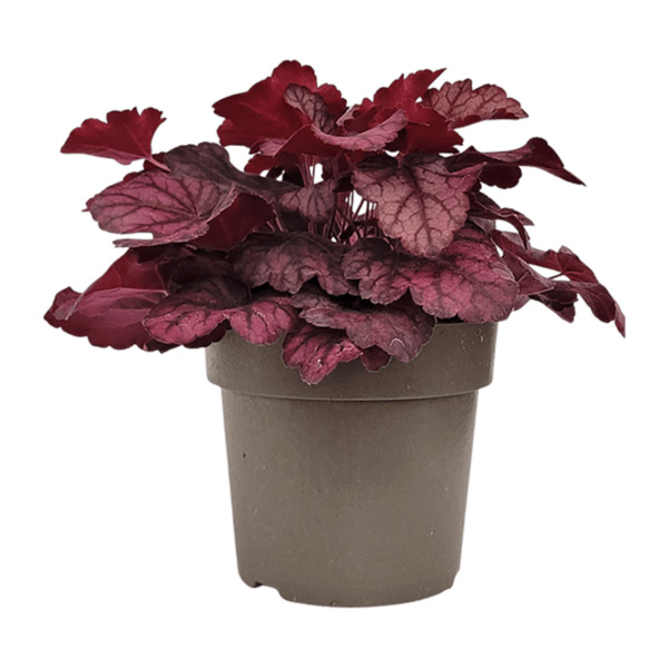 Bild 3 von GARDENLINE Heuchera