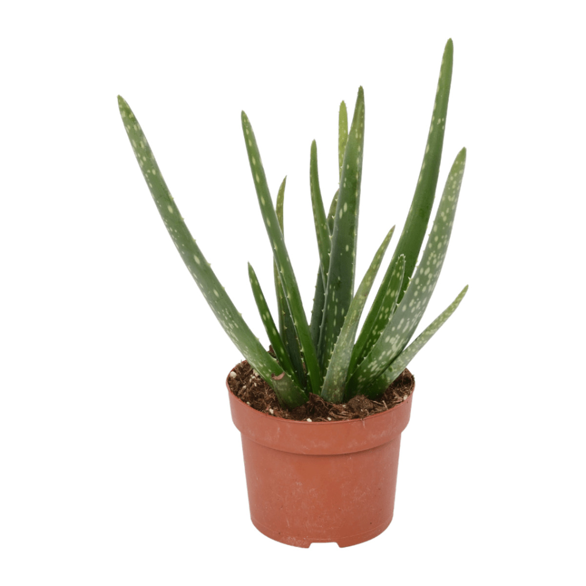 Bild 1 von GARDENLINE Aloe vera