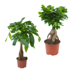 GARDENLINE Ficus Ginseng / Pachira