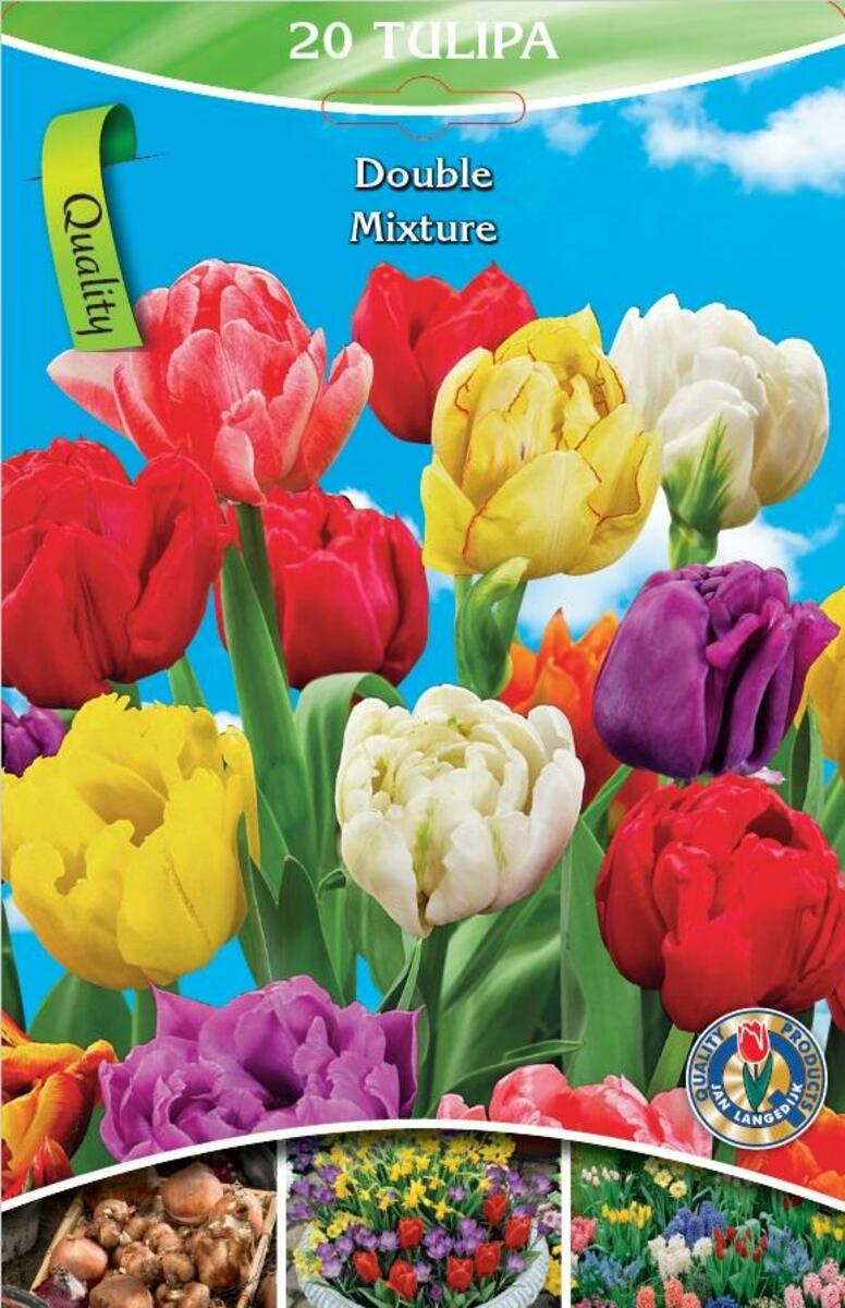 Bild 1 von Schnitt-Tulpen Mischung