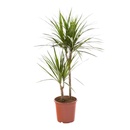 Bild 3 von GARDENLINE Lifestyle-Grünpflanze