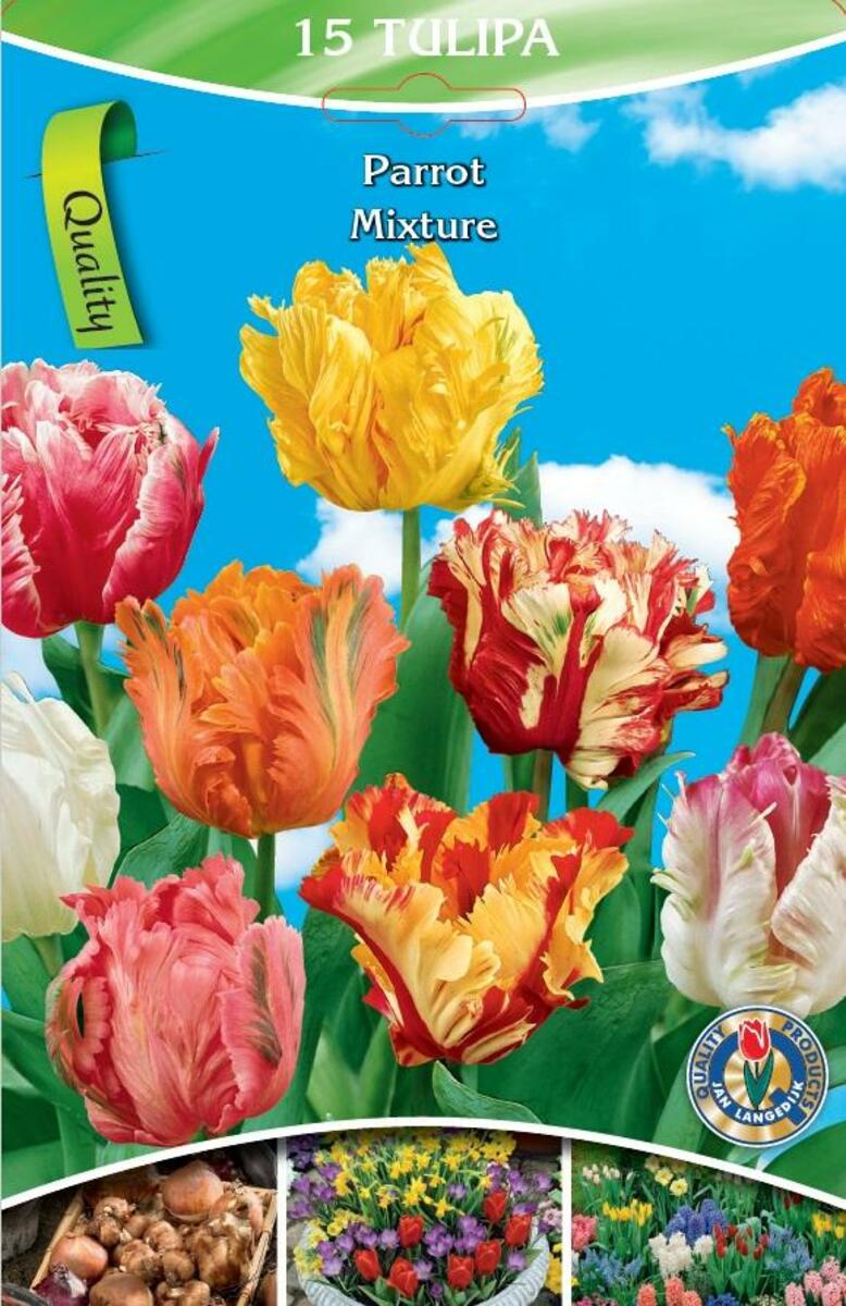 Bild 4 von Schnitt-Tulpen Mischung