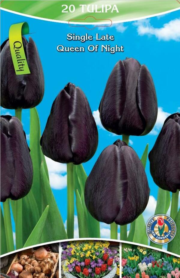 Bild 3 von Schnitt-Tulpen Mischung