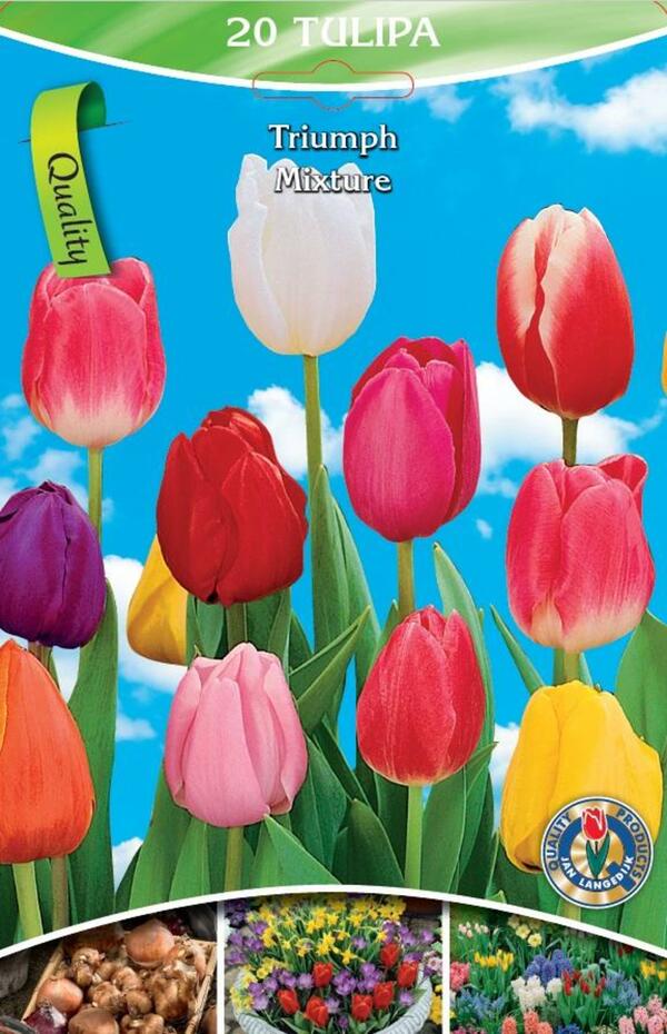 Bild 2 von Schnitt-Tulpen Mischung