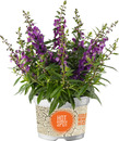 Bild 1 von Beetpflanzenmix Hotspot 12 cm Topf