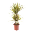 Bild 2 von GARDENLINE Lifestyle-Grünpflanze