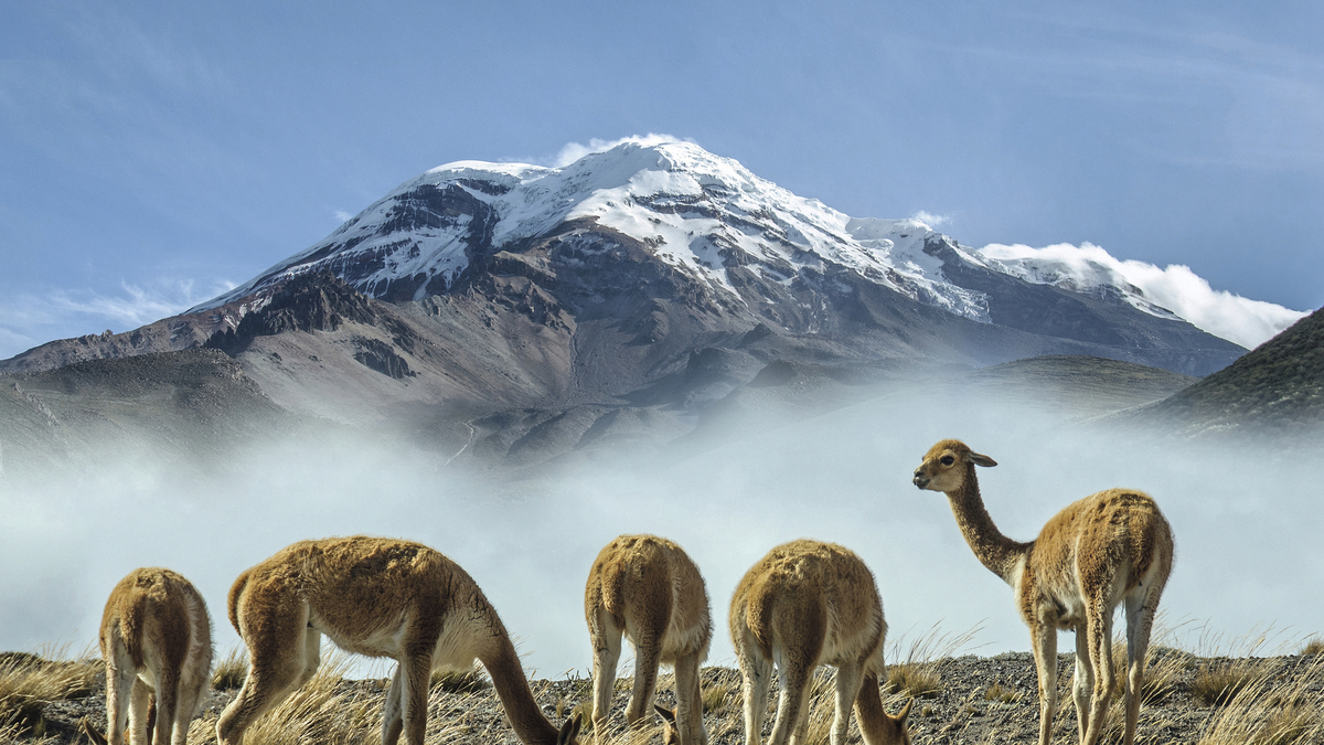 Bild 1 von Ecuador & Galapagos - Rundreise