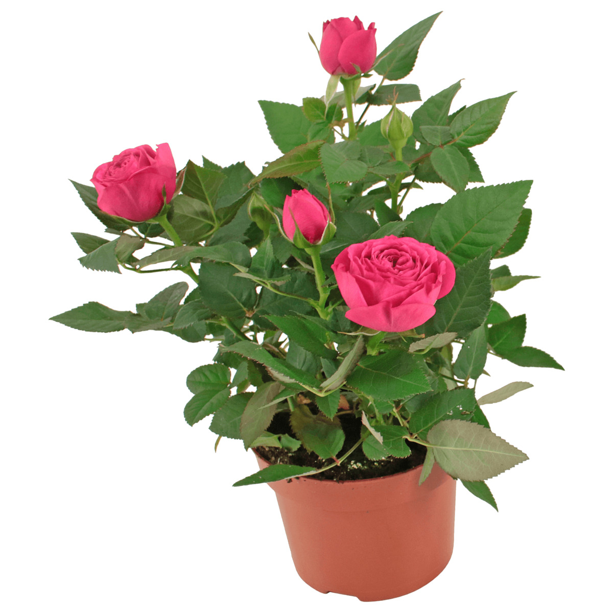 Bild 1 von Topfrose oder Chrysantheme »Mini Mix Schale«