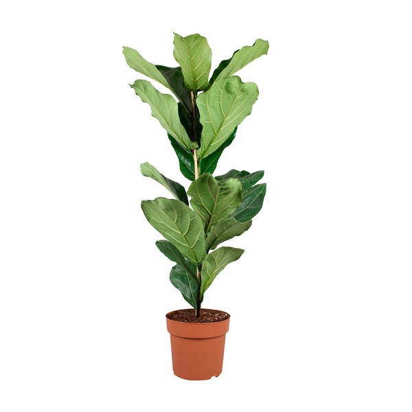 Bild 1 von GARDENLINE Lifestyle-Grünpflanze