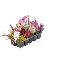 Bild 1 von GARDENLINE Calluna, 10er-Tray