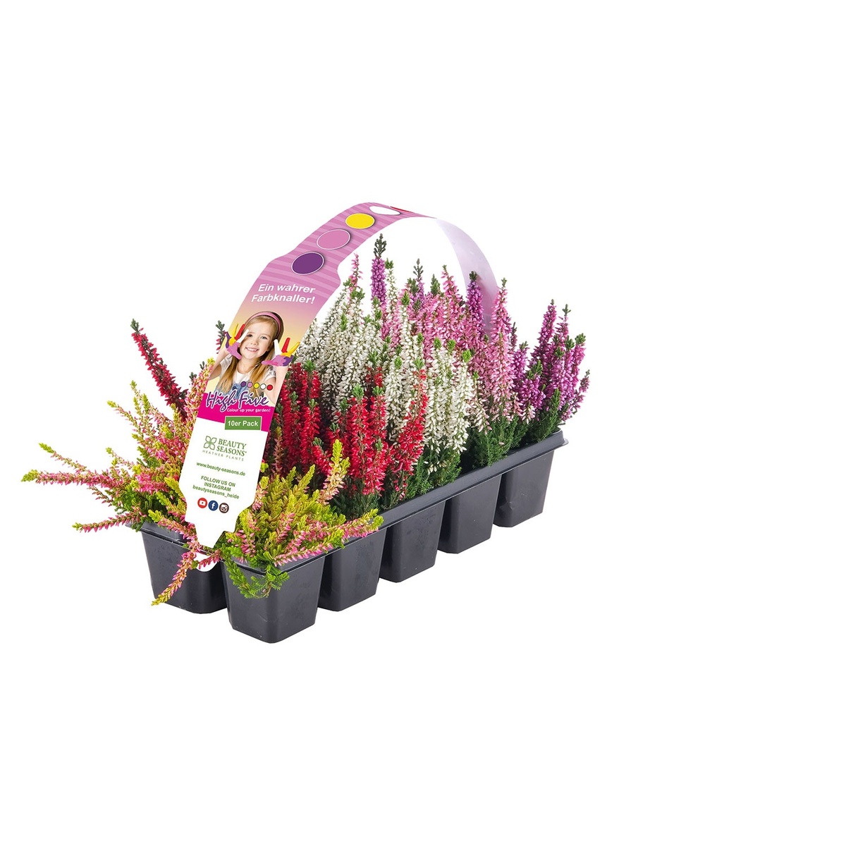 Bild 1 von GARDENLINE Calluna, 10er-Tray