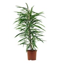 Bild 4 von GARDENLINE Lifestyle-Grünpflanze