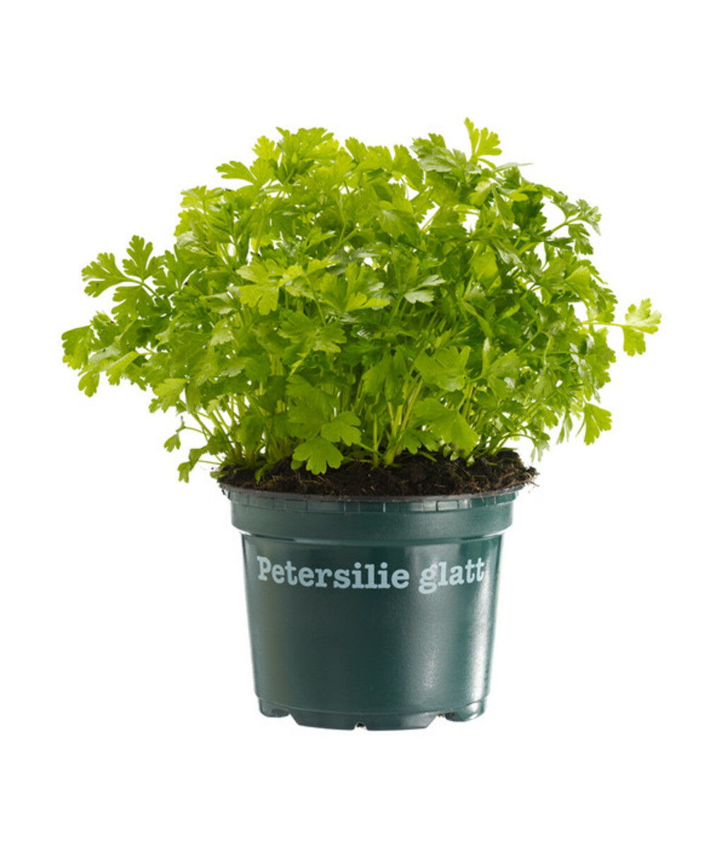 Bild 1 von Bioland Petersilie, glatt