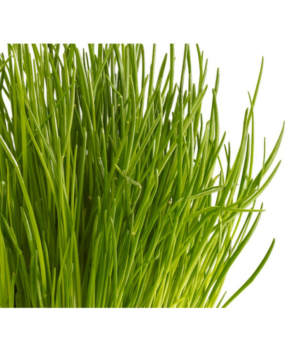 Bild 4 von Schnittlauch