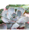 Bild 2 von Echeverien-Set - Echeveria, 5-teilig, verschiedene Sorten