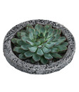 Bild 1 von Echeverie - Echeveria in Beton-Schale, ca. Ø20/H8 cm