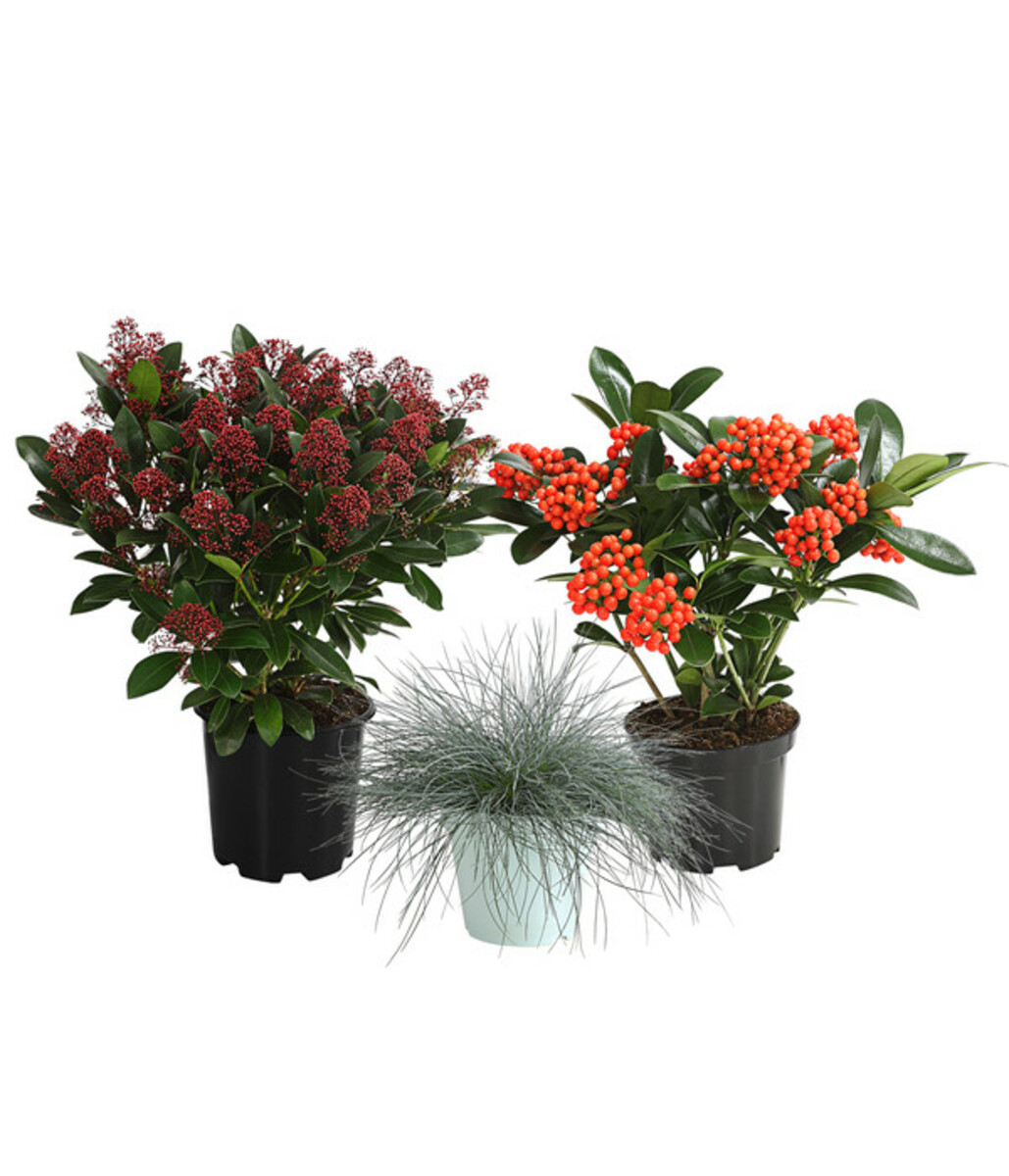 Bild 1 von Grabpflanzen-Set Immerwährend, 3-teilig